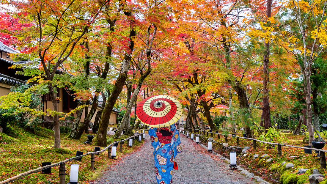 Traveler in a blue kimono holding a traditional red and cream wagasa umbrella on a stone-lantern path under autumn maple trees in Japan